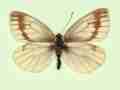 Pieris napi female (aberrant form confluens + fuscosignata) (Internet Image property of respective owner, non-commercial use only)